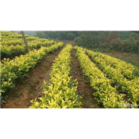 供应甘肃各市“黄金茶树苗”种植条件 
