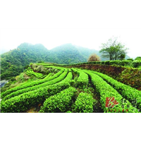 青海全省〖黄金茶苗〗运输方式 