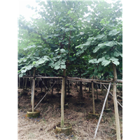 贵州老鹰茶种植基地-贵州老鹰茶批发 