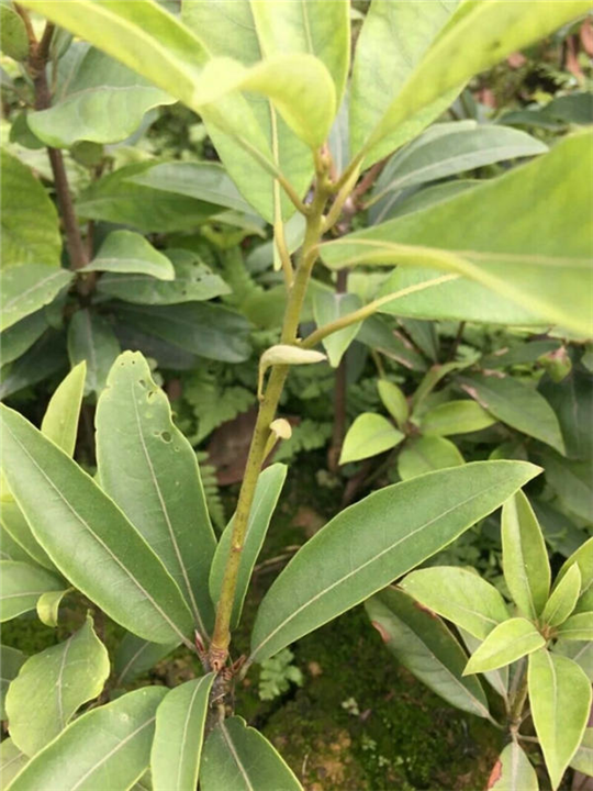 河北老鹰茶价格-河北老鹰茶种植基地-老鹰茶 