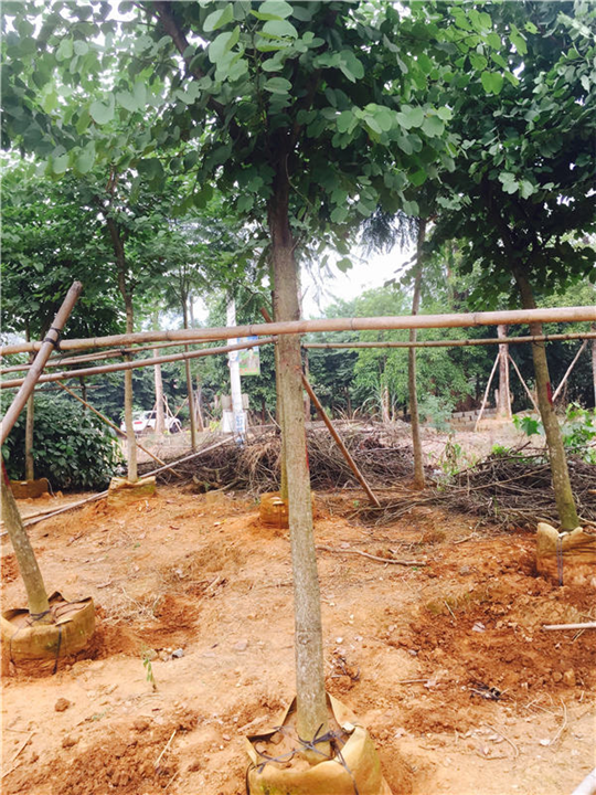 福建名选131茶苗在哪里有卖 