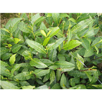 湖南保靖黄金茶-湖南保靖黄金茶苗木批发 