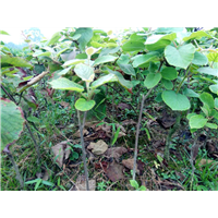 贵州桂花树【贵州猕猴桃苗】苗圃批发 