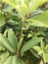 湖北老鹰茶苗@湖北老鹰茶苗种植基地@湖北老鹰茶苗批发 