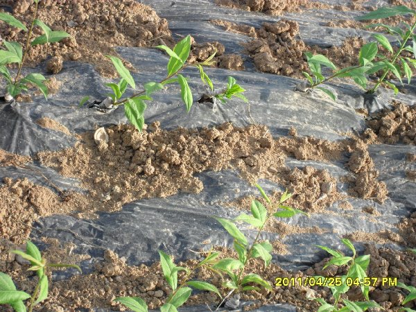 湖北市县区【脆红李】苗种植技术 