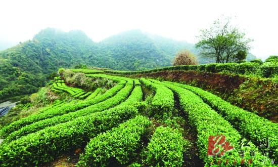 供应河北各市“黄金茶苗”批发价 
