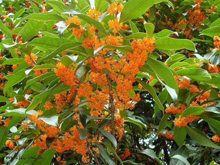 安徽全省〖桂花树苗〗种植条件 