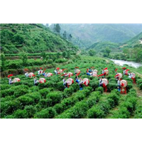 贵州黄金茶苗-湖北黄金茶苗 