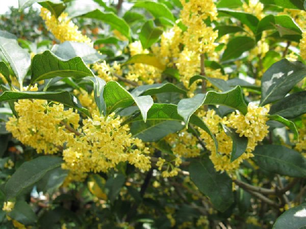 江西市县区【桂花树】苗批发供应 