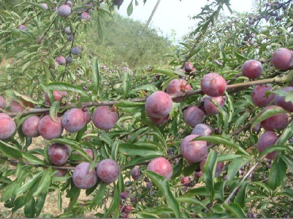 甘肃市县区【脆红李】树苗种植指导 