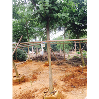福建名选131茶苗在哪里有卖 