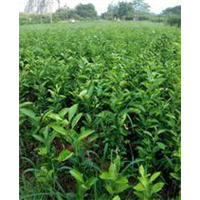 黄金茶苗木/四川黄金茶苗 
