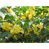 河北『桂花树』苗价格优惠 