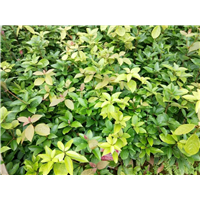 湖北老鹰茶苗贵不贵-湖北老鹰茶苗批发 