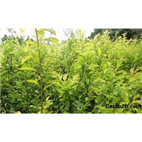 供应江苏各市“脆红李苗”种植指导 