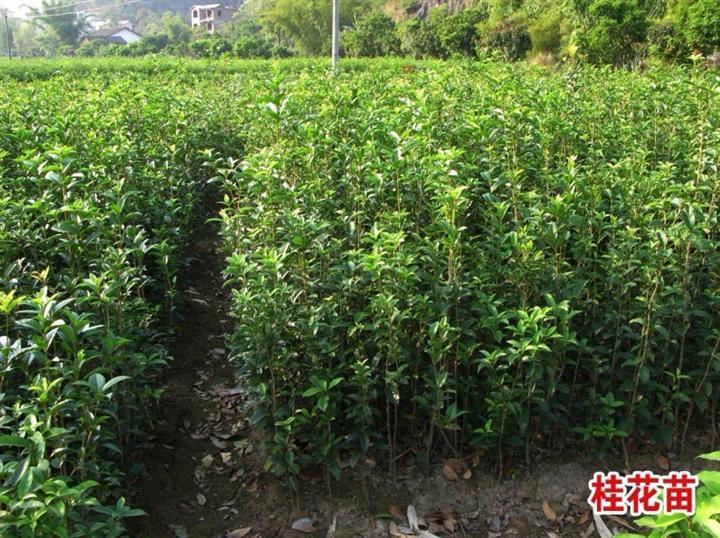 青海市县区【桂花树】苗种植指导 
