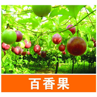 百香果苗|广西百香果苗|广西百香苗基地