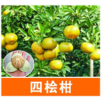 四会柑苗|广西四会柑苗|广西四会柑苗出售 