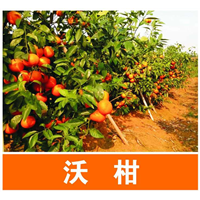 沃柑苗|广西沃柑苗供应|广西沃柑苗批发 