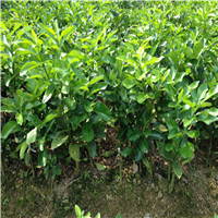 批发三红蜜柚苗，灵山三红蜜柚苗，广西水果苗基地 