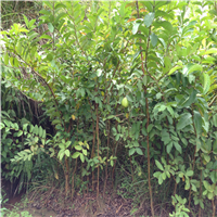 灵山珍珠番石榴苗、灵山台湾西瓜芭乐苗、广西果苗 