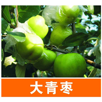 供应台湾大青枣苗/广西台湾大青枣苗基地 