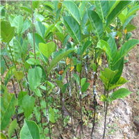 灵山四季菠萝蜜苗，灵山菠萝蜜苗，钦州菠萝蜜苗 