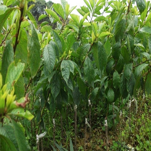 桂林果树苗，桂林李子苗，桂林三华李苗 