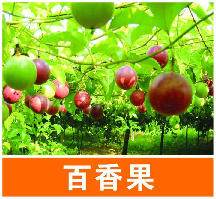 百香果苗|广西百香果苗|广西百香苗基地