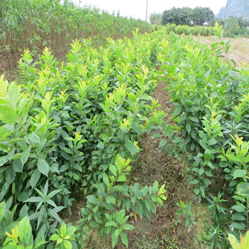 灵山果树苗，灵山李子苗，灵山三华李苗 