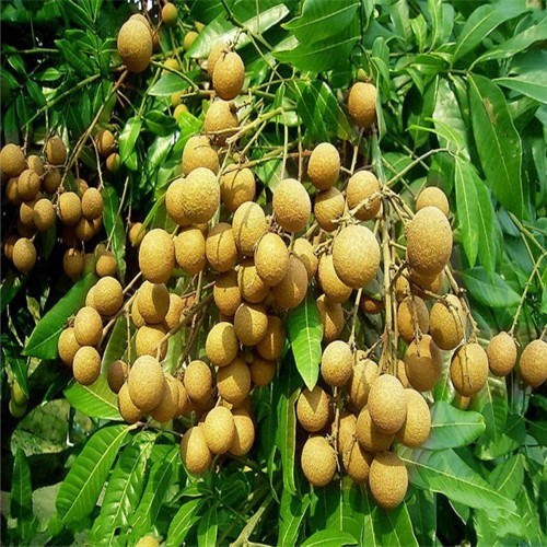灵山龙眼苗基地，钦州龙眼苗价格，广西四季龙眼苗 