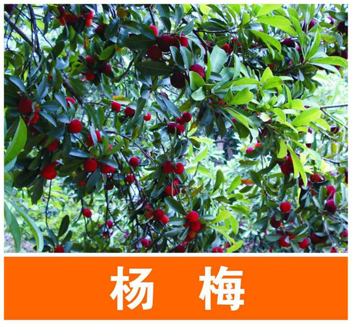 杨梅苗供应/广西杨梅苗/广西哪里有杨梅苗 