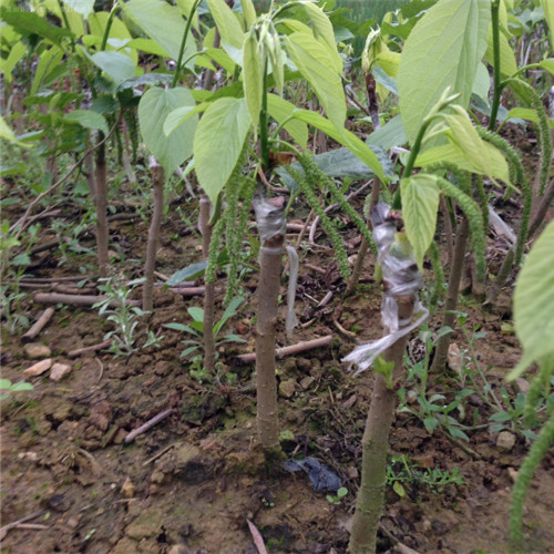 灵山果苗，灵山长果桑苗，灵山台湾长果桑苗 
