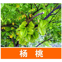 供应杨桃苗/台湾四季甜杨桃苗/广西甜杨桃苗 