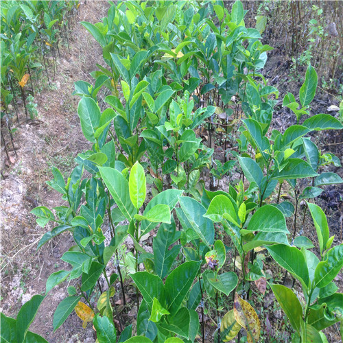 钦州四季菠萝蜜苗，钦州菠萝蜜苗价格，钦州果苗 