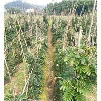 哪里有土茯苓苗卖？桂林土茯苓 