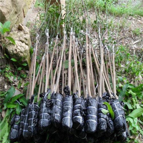 广西芒果苗，广西台农一号芒果苗，广西武利优盛果苗种植 