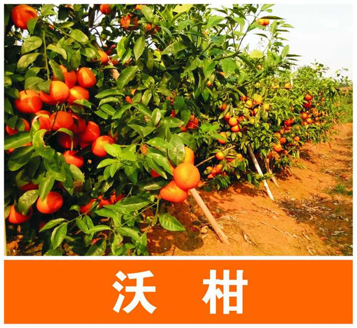 沃柑苗|广西沃柑苗供应|广西沃柑苗批发 