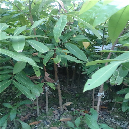 荔浦龙眼苗，桂林龙眼苗，广西乌园龙眼苗 