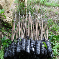 广西芒果苗，广西台农一号芒果苗，广西武利优盛果苗种植 