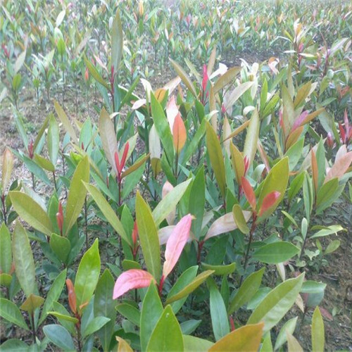 销售山竹苗、广西山竹苗、钦州果苗场 