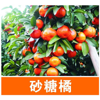 供应沙糖桔苗@广西沙糖桔苗批发@钦州沙糖桔苗 
