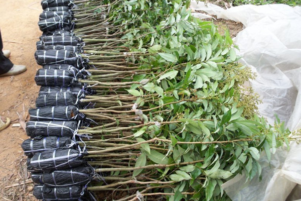 灵山糯米糍荔枝苗，灵山荔枝苗，广西荔枝苗 