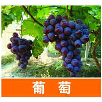 供应葡萄苗|广西葡萄苗|钦州葡萄苗供应 