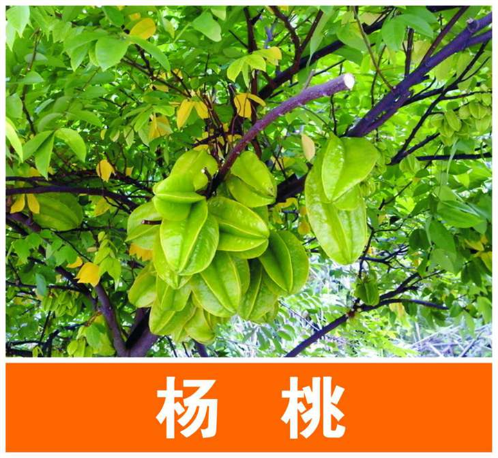 供应杨桃苗/台湾四季甜杨桃苗/广西甜杨桃苗 
