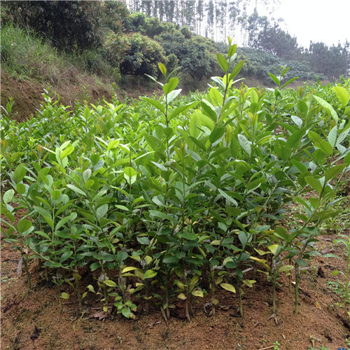 广西柠檬苗基地，广西柠檬苗，批发柠檬苗 
