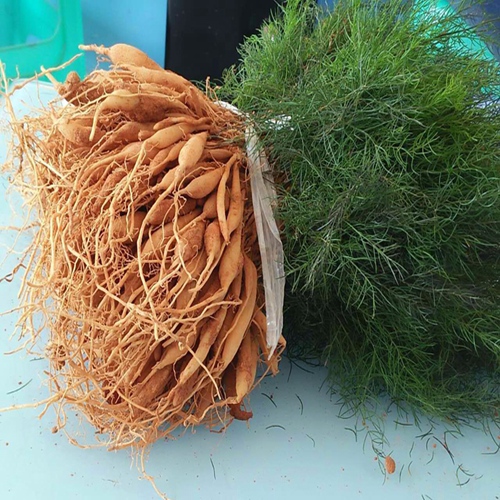 广西天冬苗价格，广西批发天冬苗 