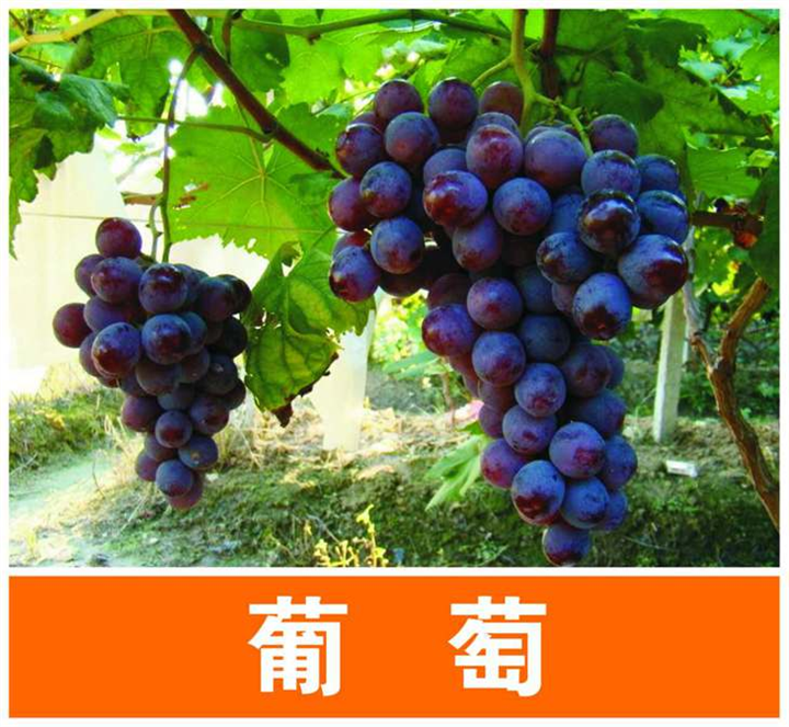 供应葡萄苗|广西葡萄苗|钦州葡萄苗供应 