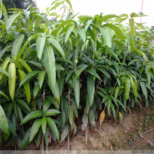 广西芒果苗，灵山芒果苗，灵山凯特芒果苗 