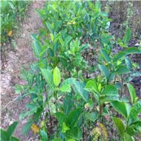 钦州四季菠萝蜜苗，钦州菠萝蜜苗价格，钦州果苗 